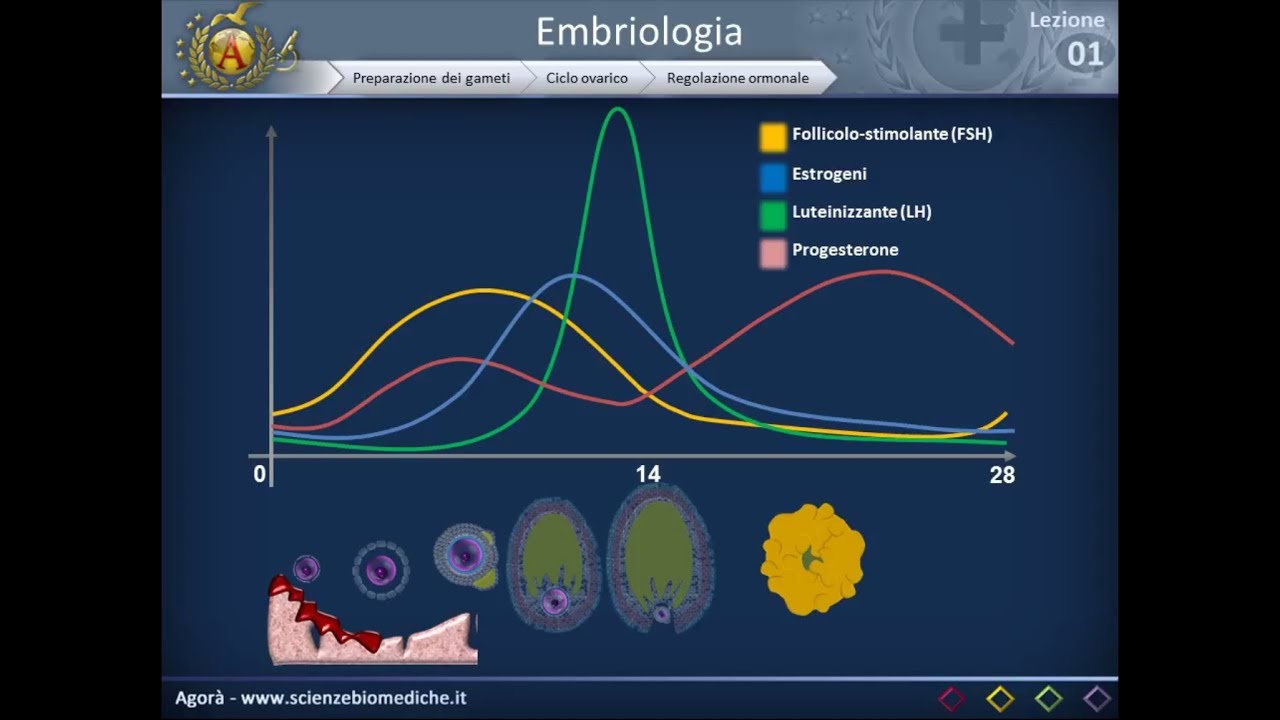 Embriologia 01 - Apparati riproduttori e ciclo ovarico