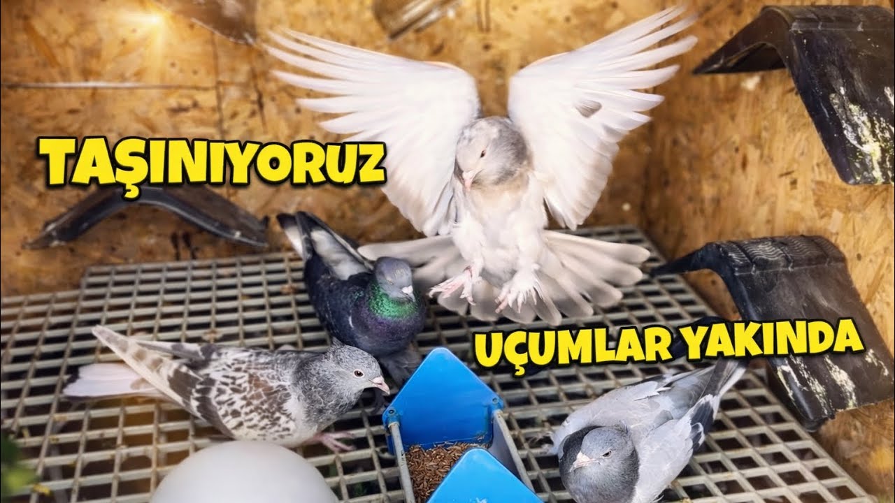 Yeni Yerimize Taşınıyoruz 🤗 Kuşlarda Son Durum 🕊️ Damızlık Taklacı G&uuml;vercinlerimiz 💯