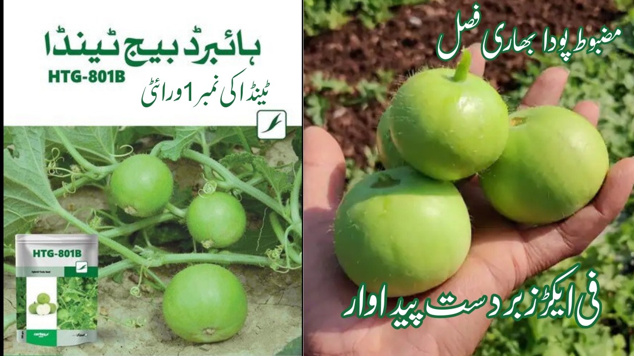 HTG 801B Hybrid Tinda Seed | High Yield & Disease Resistant Variety | Khushal Kissan Zari Markaz