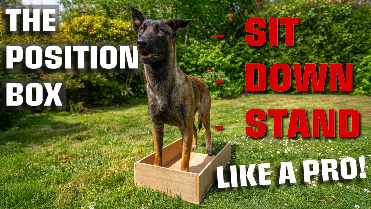 TRAIN YOUR DOG TO SIT, DOWN, STAND - OBEDIENCE DOG TRAINING POSITIONS #dogtraining #puppytraining