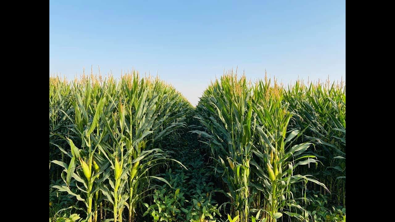Maize-Soyabean Intercropping at MARS Farms !! KPT