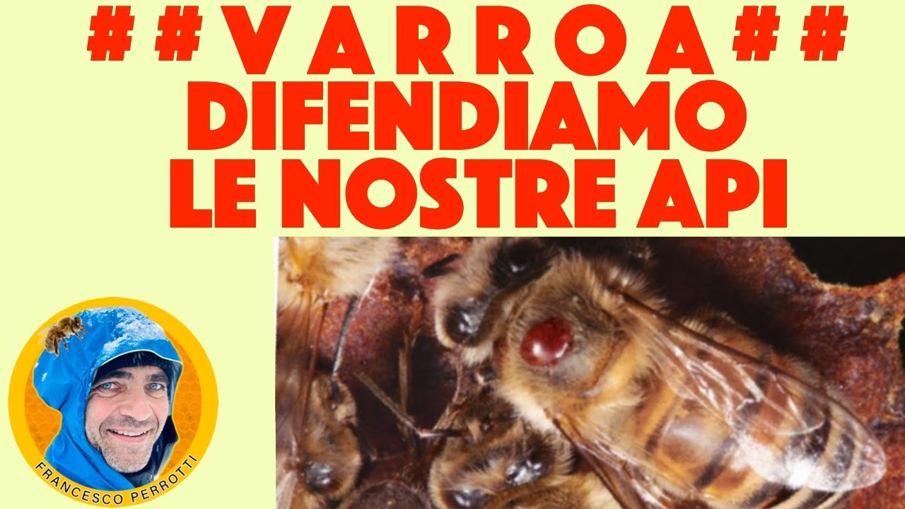 13 Apicoltura :  i trattamenti contro la varroa ( 2021 )
