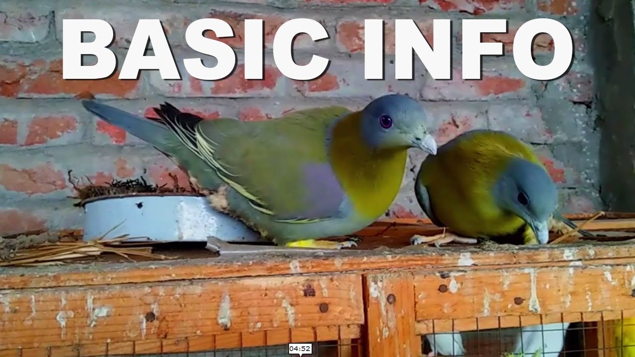 YELLOW FOOTED GREEN PIGEON BASIC INFORMATION