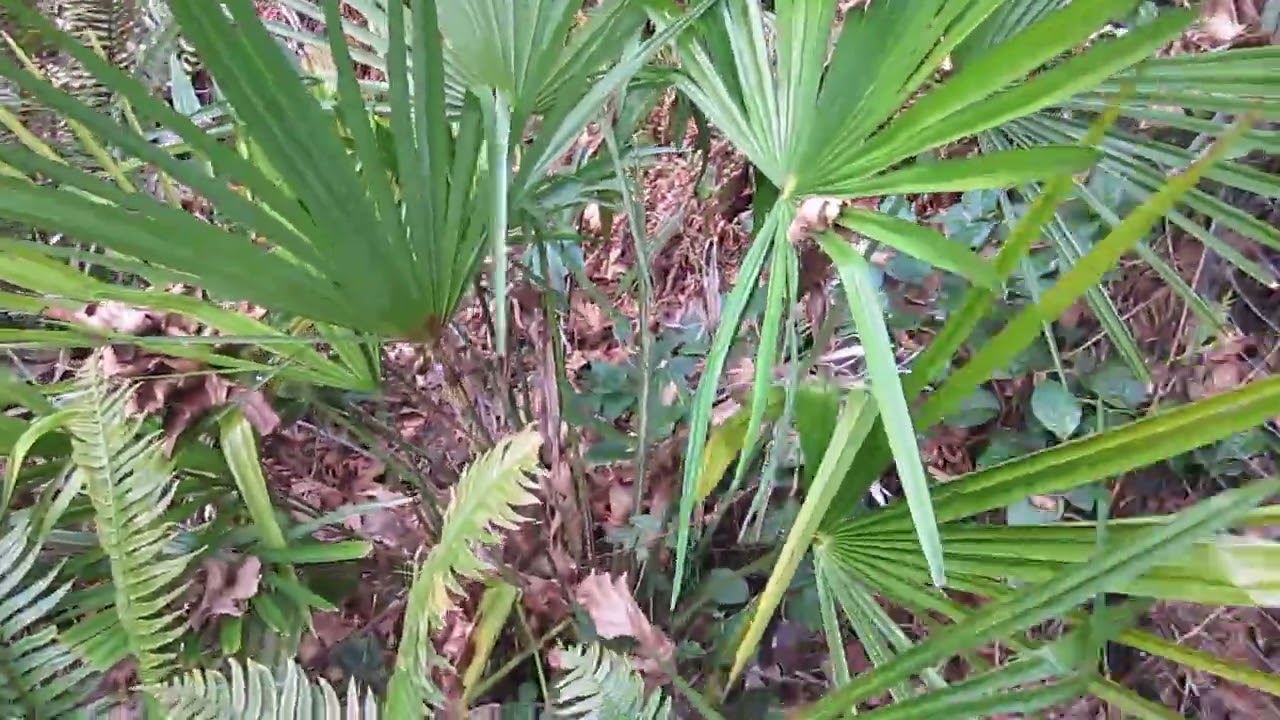 Trachycarpus fortunei var. swampsonii palms conquer a North Pacific Island
