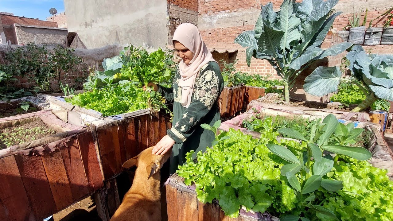 فرز الدجاج البياض وجمع البيض واطعام الدواجن واحلى روتين مشجع جدا للتربية وزراعة الاسطح