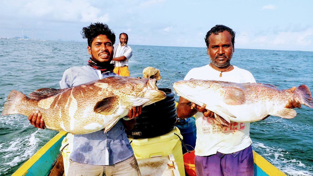 GOLIATH GROUPER FISH CATCHING AT KASIMEDU FISHING HARBOUR