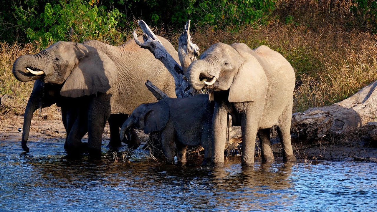Chobe National Park, Botsuana