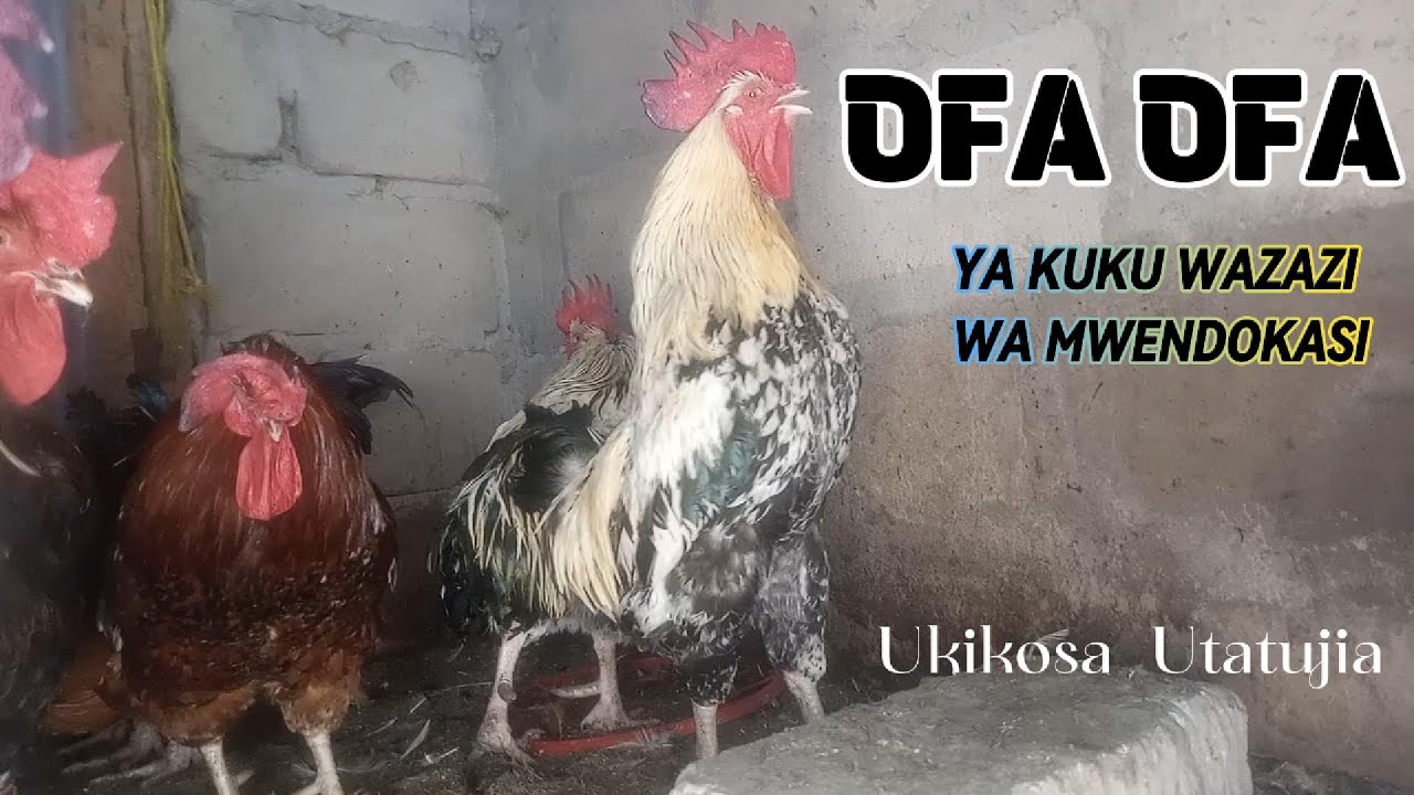 OFFA OFFA | TUNAUZA KUKU WAZAZI WA MWENDOKASI KWA AJILI YA MBEGU