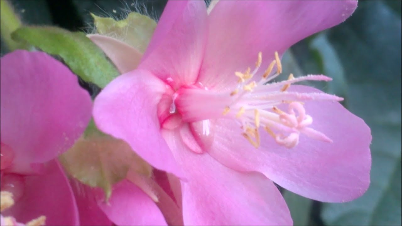 Astrapéia-rosa (Dombeya) fartura de néctar e pólen