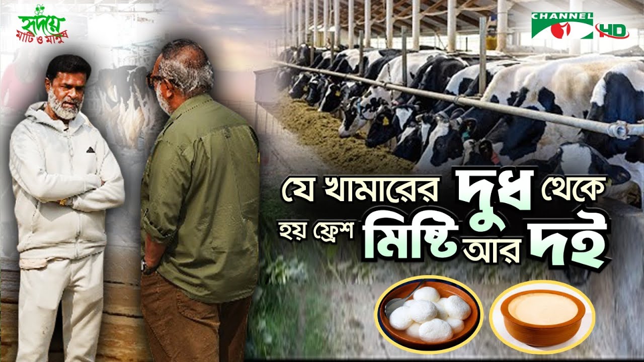 বগুড়ায় এশিয়া সুইটসের দুগ্ধখামার | Shykh Seraj | Channel i |