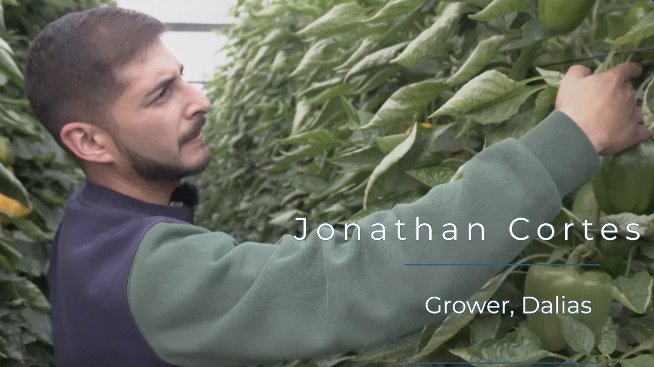 Testimonial from a 🫑 bell pepper grower in a crop in Almeria, Spain 🇪🇸