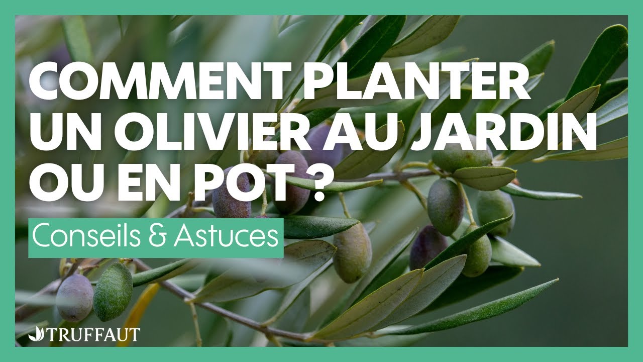 Comment planter un olivier au jardin ou en pot ? - Truffaut