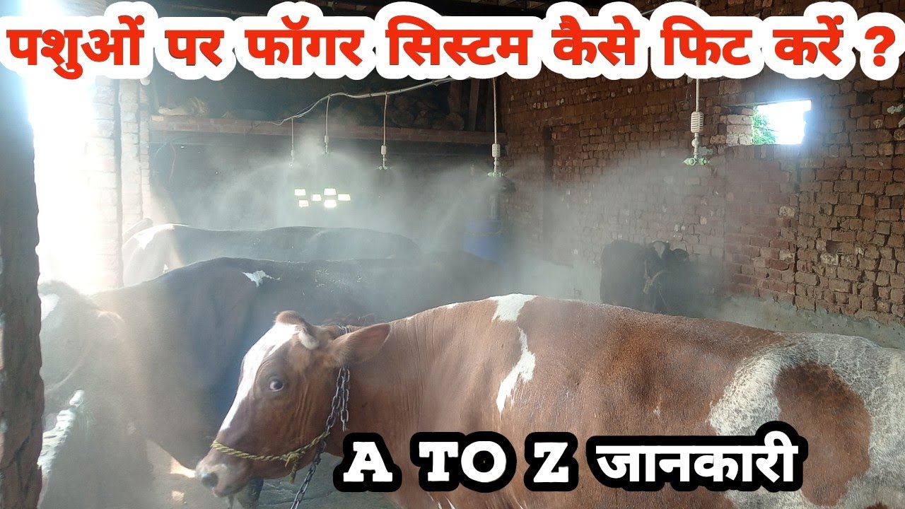 पशुओं पर Fogger System फिट करने की A to Z जानकारी | Fogger System for Diary Farm | Fogging Machine |