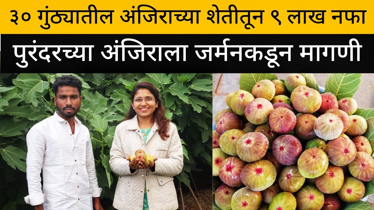३० गुंठ्यातील अंजिराच्या शेतीतून ९ लाख नफा | Fig Farming | Success Story | अंजीर शेती