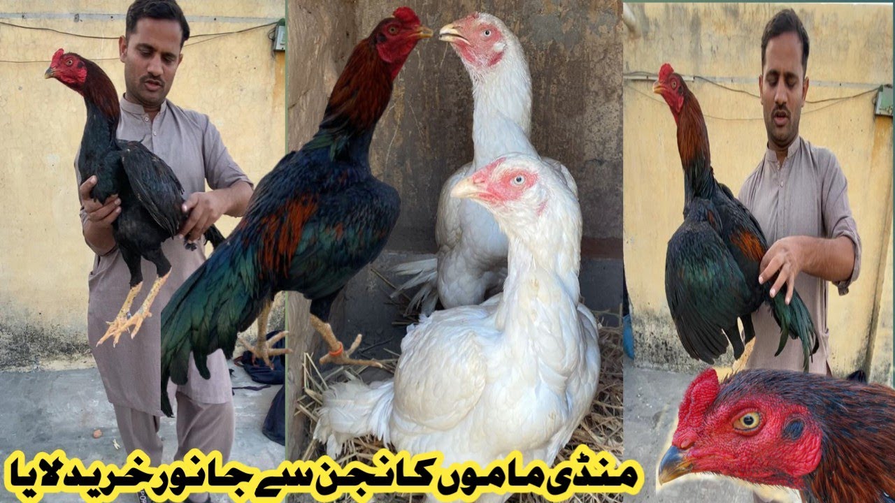 Aseel Murgh Mandi Mamo Kanjan||ASEEL MURGH MANDI||HERRA ASEEL LOVER||@ShoqeenLoogOficialAccount 