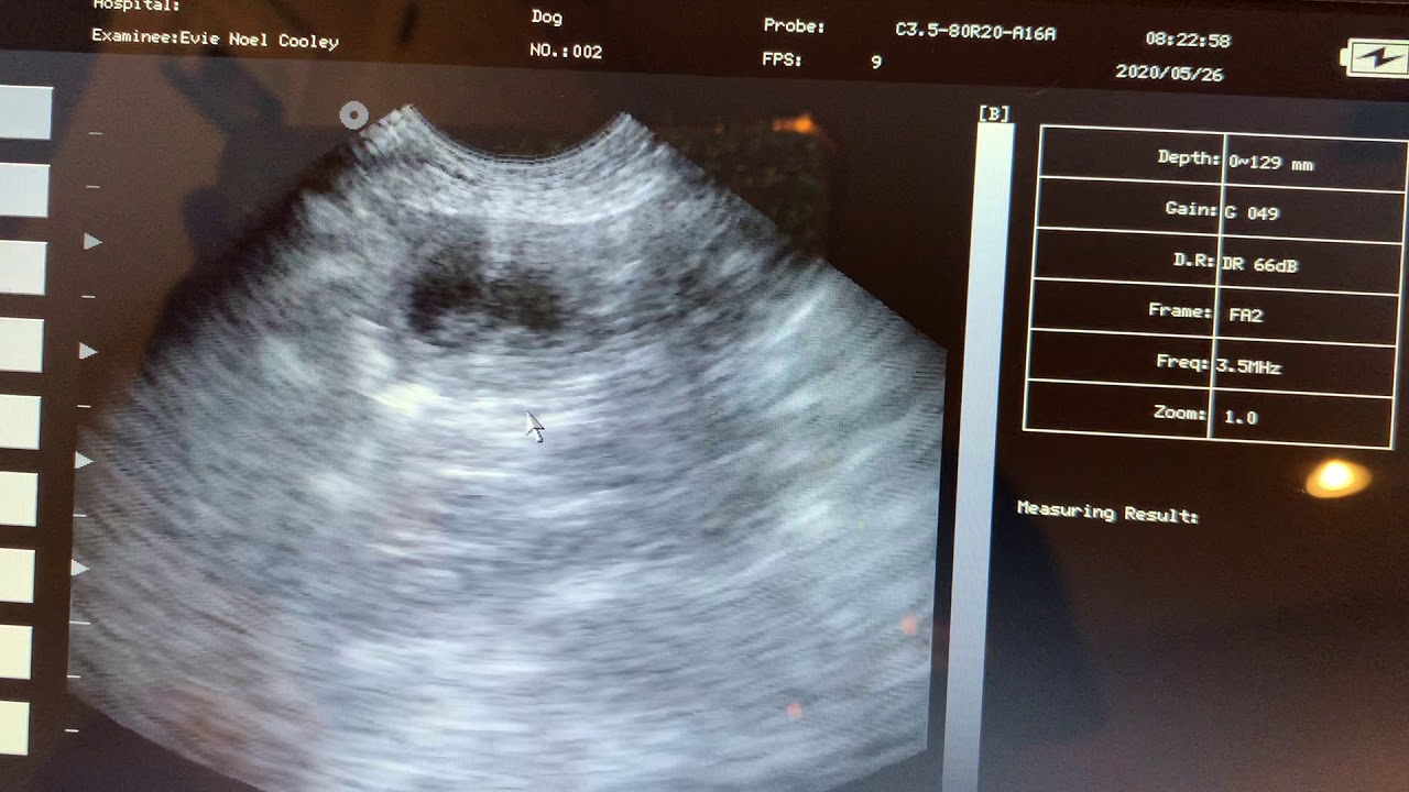Ultrasound of Goldendoodle babies around 30 days gestation!