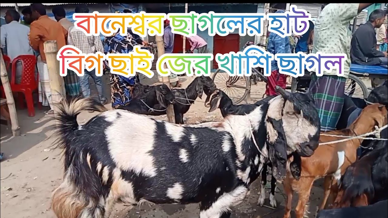 বিগছাইজের গাশি ছাগল বানেশ্বর হা#shorts #vairal#goat#farm