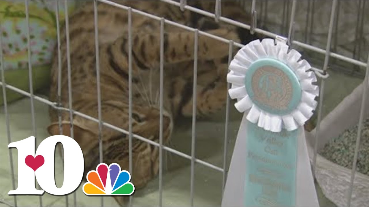 TN Valley Cat Fanciers Show preview