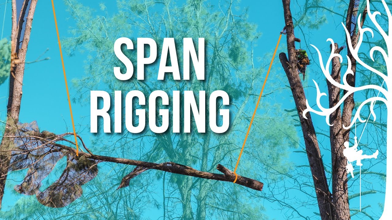 Rigging BIG pieces | Experts ONLY | Advanced Techniques| Massive Grey Pine Removal