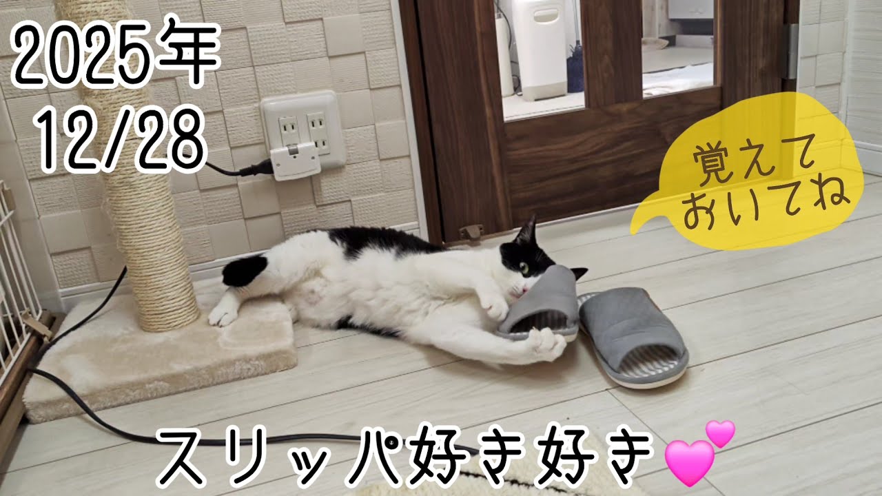 【保護猫】スリッパ愛が止まらない