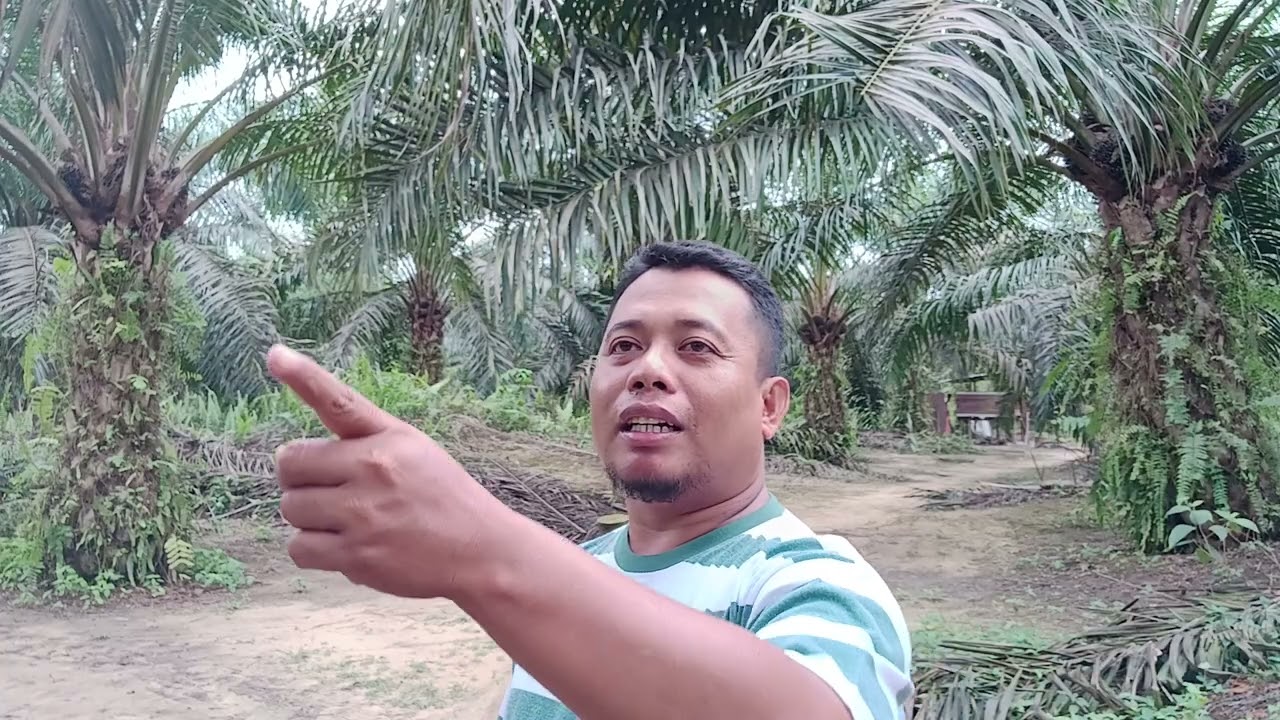 Pesona kelapa sawit adi pak tani,perawatan dan pupuk #perkebunan #petanimuda #unggul #ppks #Cabutan