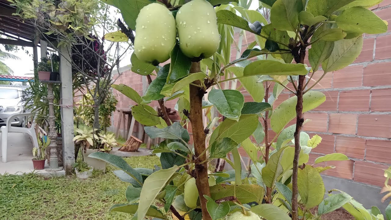 auporquia de ma&ccedil;&atilde; 🍎