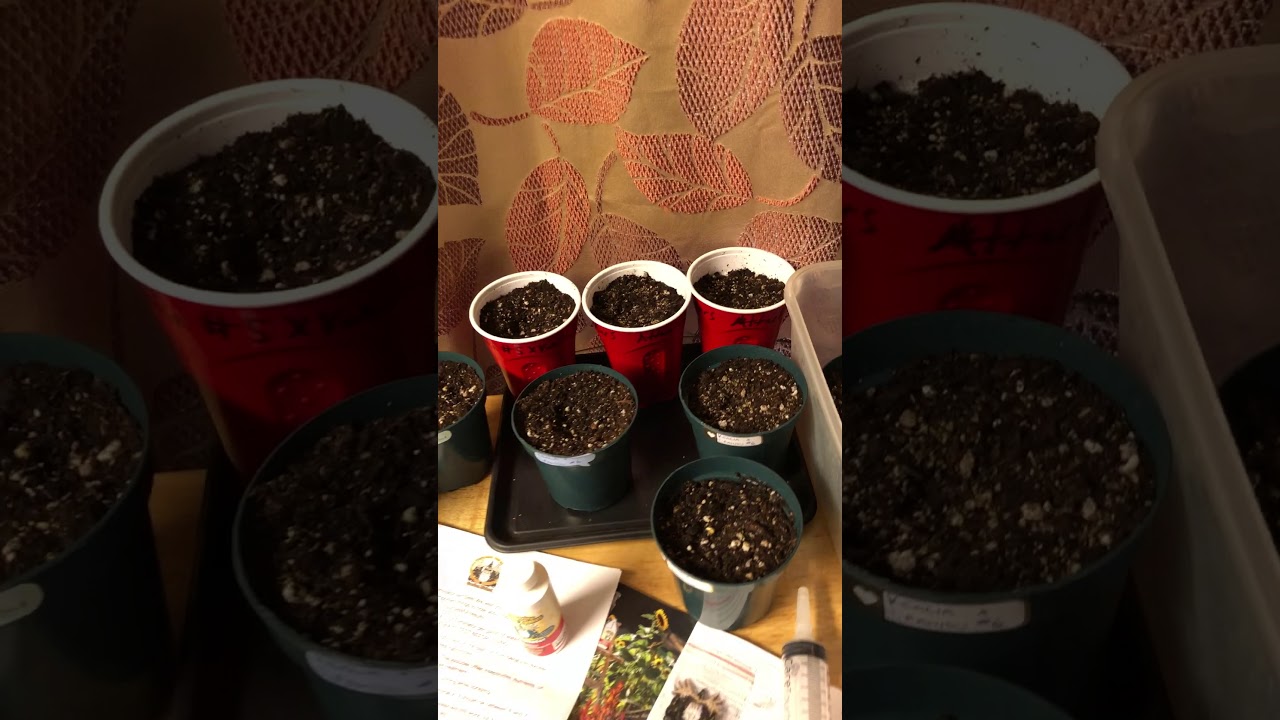 Seed germination update & The Amazing Doctor Zymes