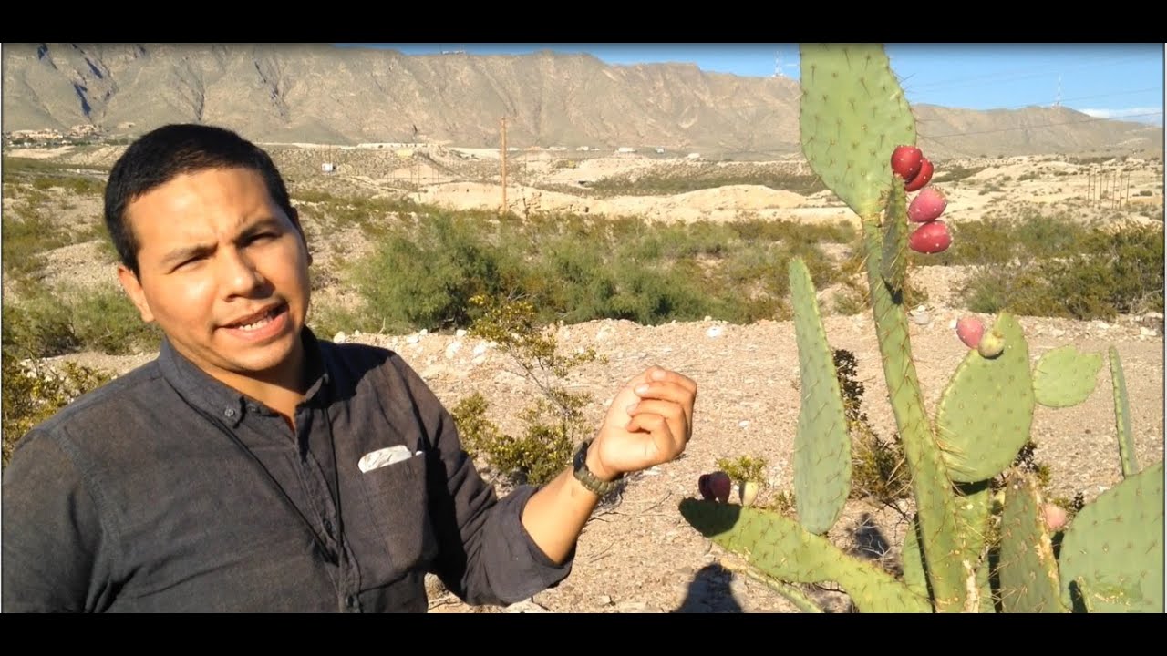 Desert Survival Food: Cactus Fruit -Junkyard Fox