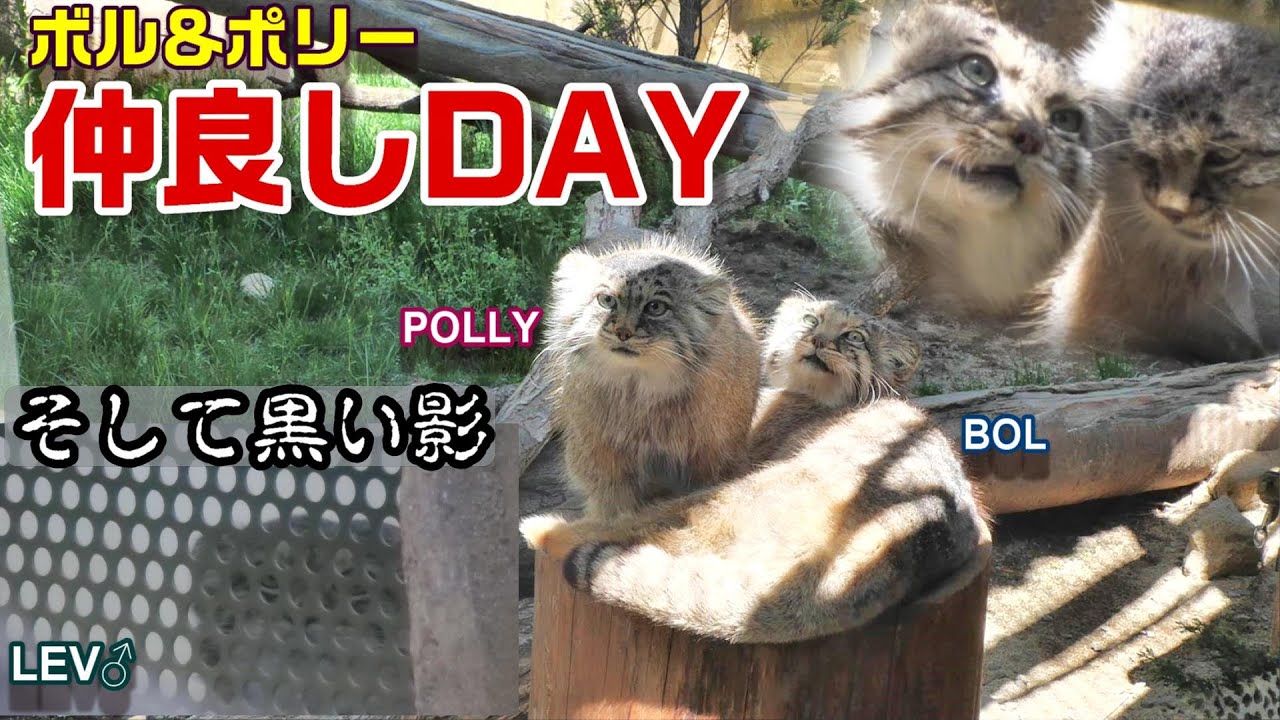 ボル＆ポリー仲良しDAYそして黒い影🐾 Good friends day☆