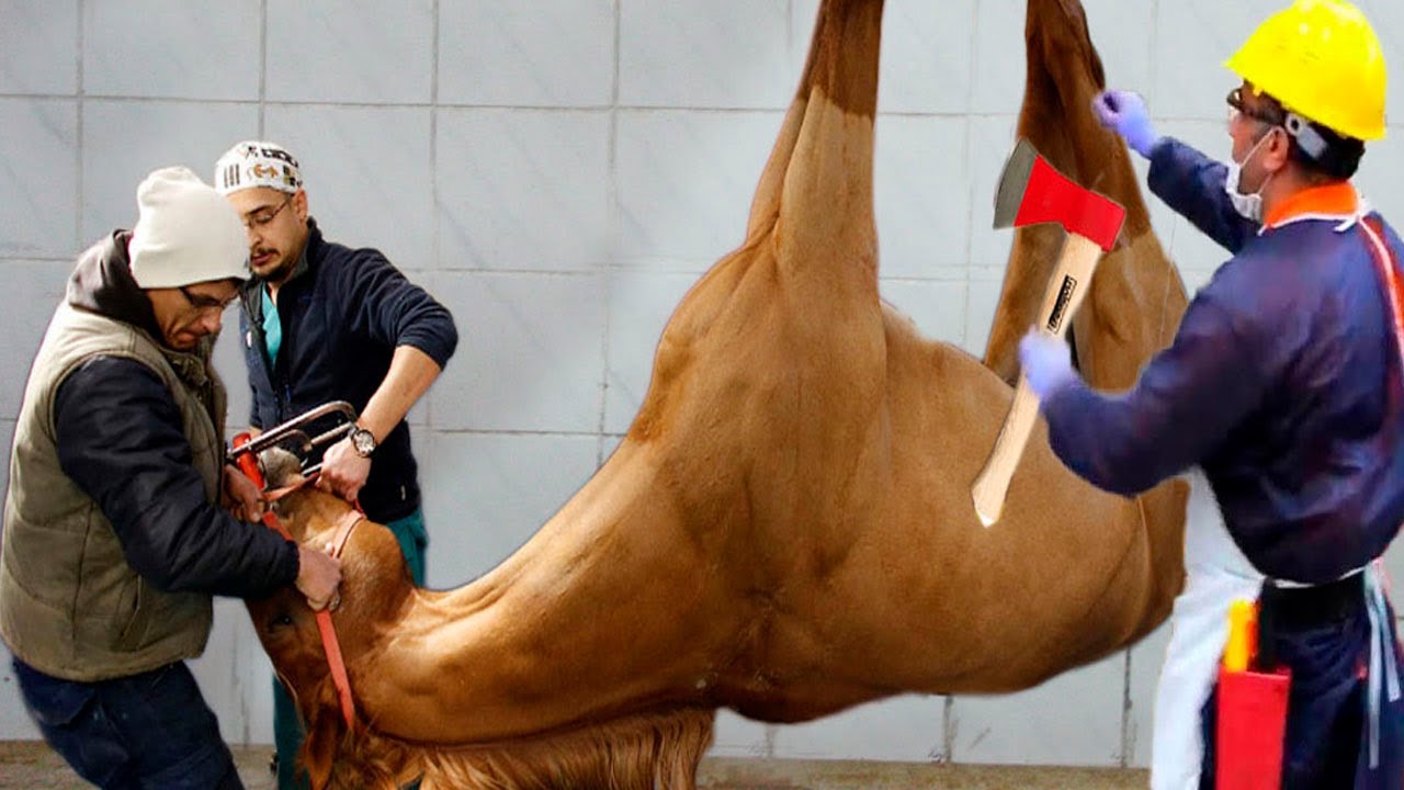 THE MOST INCREDIBLE HOOF RECOVERY THIS YEAR!