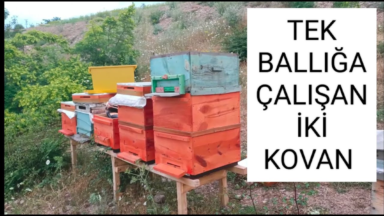 TEK BALLIĞA &Ccedil;ALIŞAN İKİ KOVAN. #ari #arıb&ouml;lme #arıcılık #bal