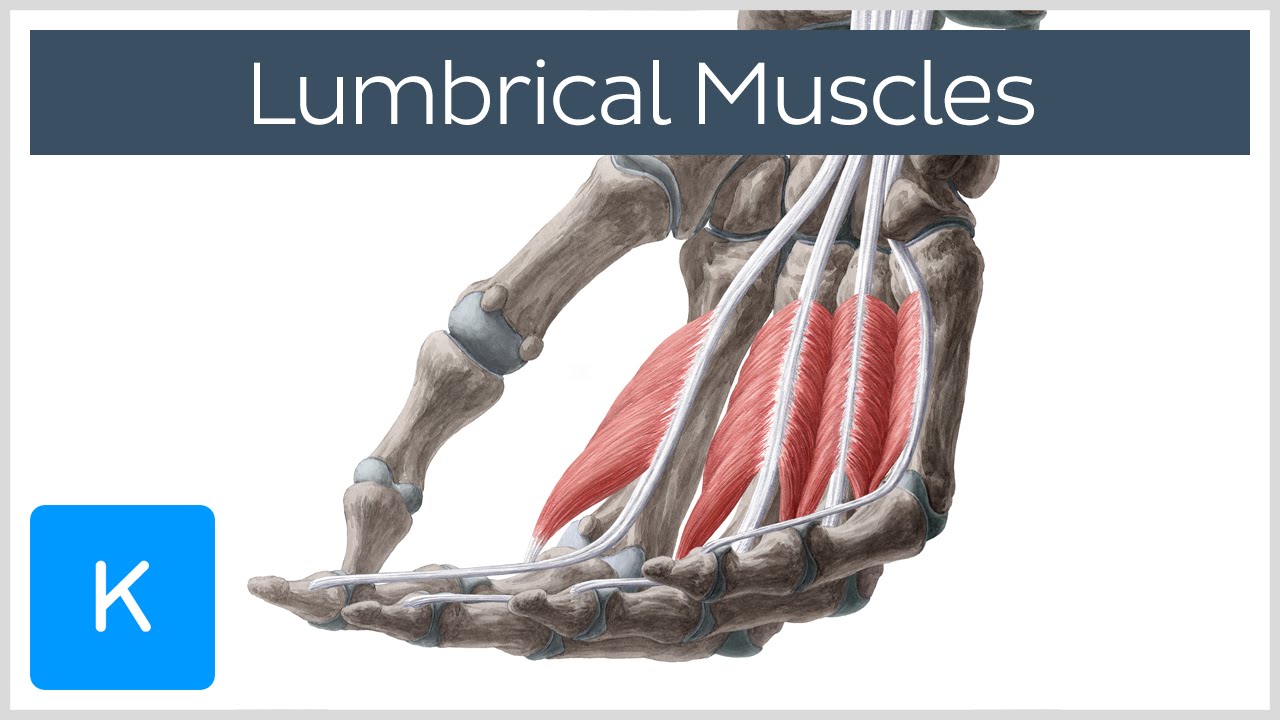 Lumbrical muscles of the Hand - Origin, Insertion & Function - Anatomy |&nbsp;Kenhub