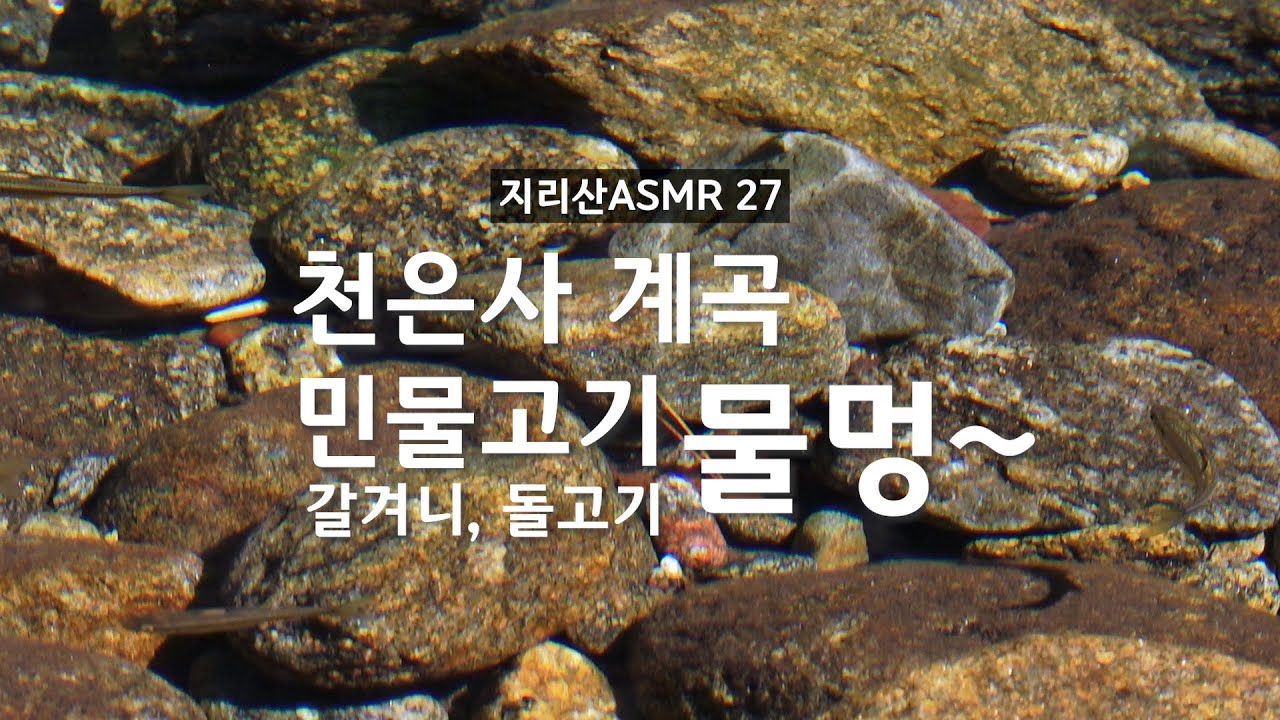 지리산 천은사 계곡 민물고기 물멍 15분 #갈겨니 #돌고기 #지리산ASMR