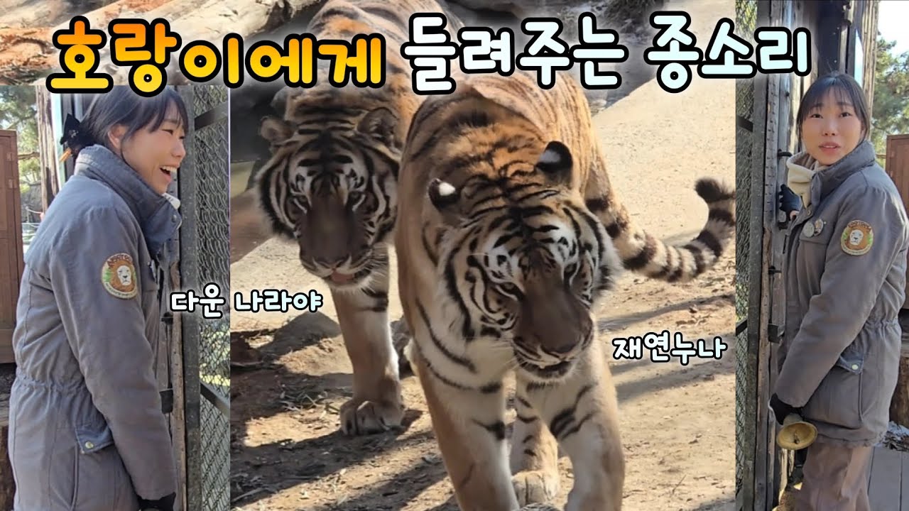 에버랜드 한국호랑이 다운 나라 종소리 울려라 종소리 을려💙26.01.27 Everland Amurtiger Daun Nara 