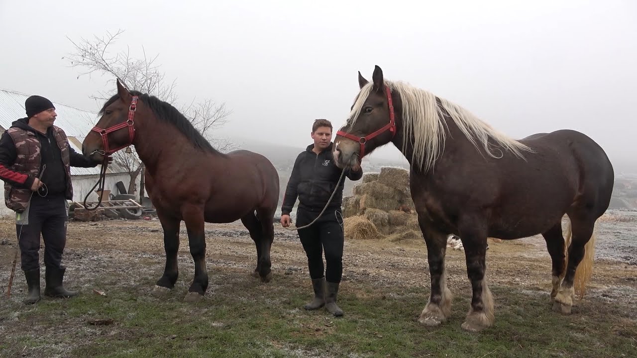 Caii lui Pancica de la Sarumasu, Mures - 2020