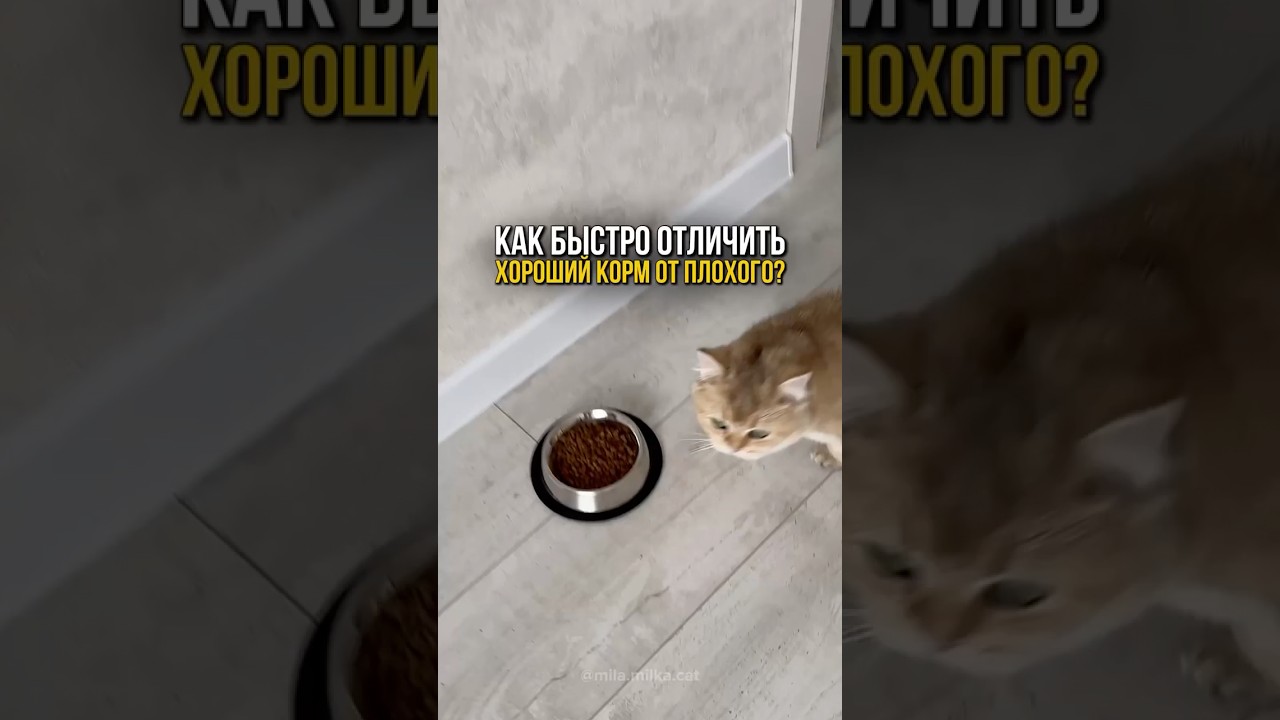 Как за 5 секунд отличить хороший корм от плохого?🐱