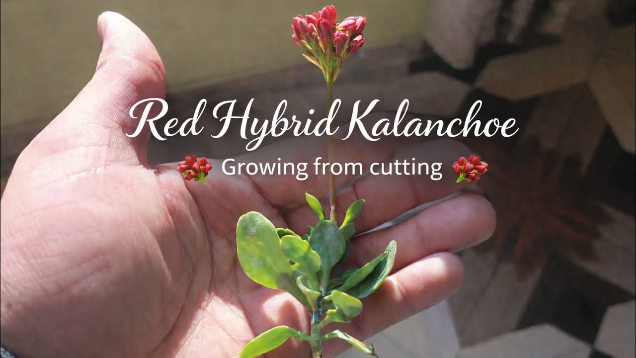 “Growing Red Hybrid Kalanchoe from Cutting” 🌱 | Easy Plant Care