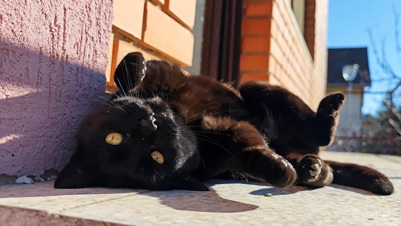 My Cat Shows Me Her New Secret Favorite Spot 😻🐾