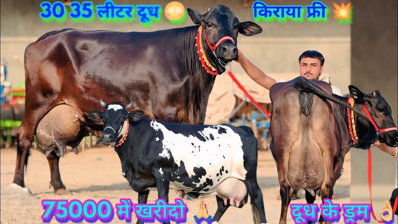 30 35 लीटर दूध😳किराया फ्री💥 दूध के ड्रम👌 75000 दाम, Cross Breed Tank Size 13 Big Cows Sale High Milk