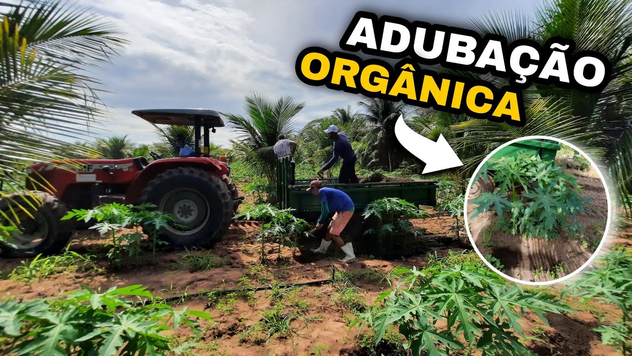 PRIMEIRA ADUBAÇÃO ORGÂNICA NO MAMÃO | CAMA DE FRANGO