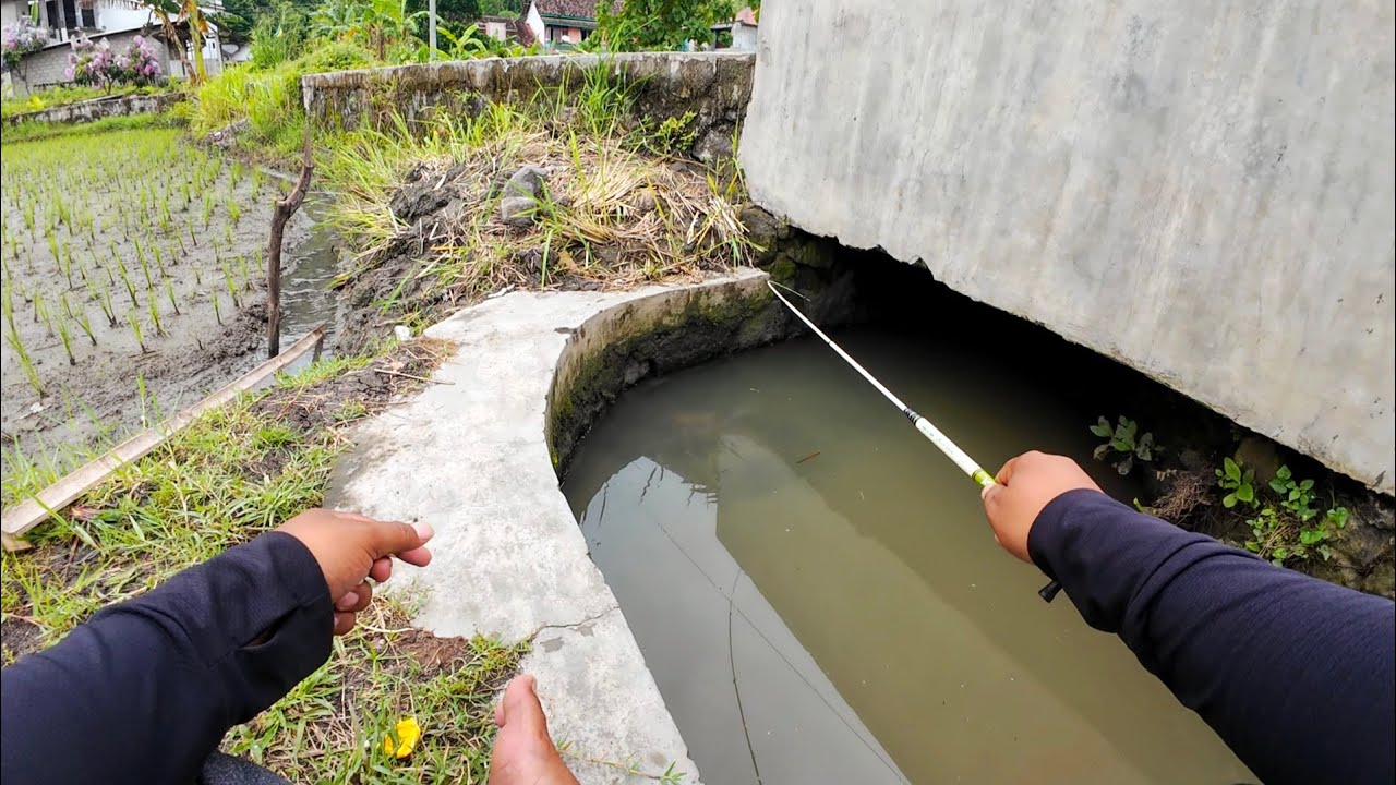 Selokan kecil sarang ikan‼️mancing wader di selokan pinggir sawah‼️