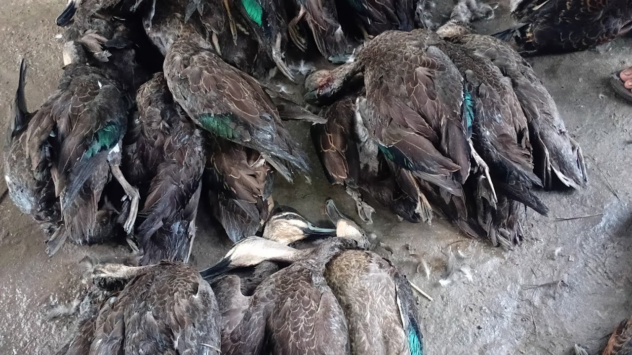 Spot burung belibis di rawa