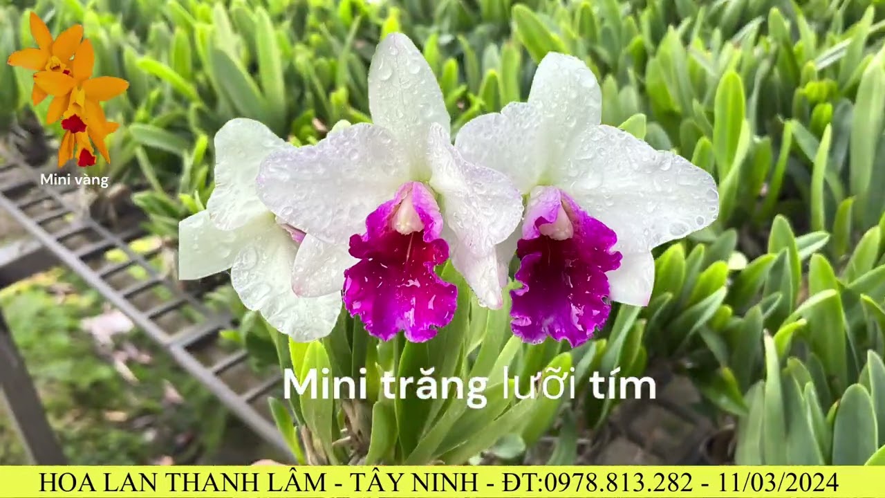 Siêu phẩm cattleya hoa đẹp và thơm phức GIÁ CHỈ 33k/1 CHẬU