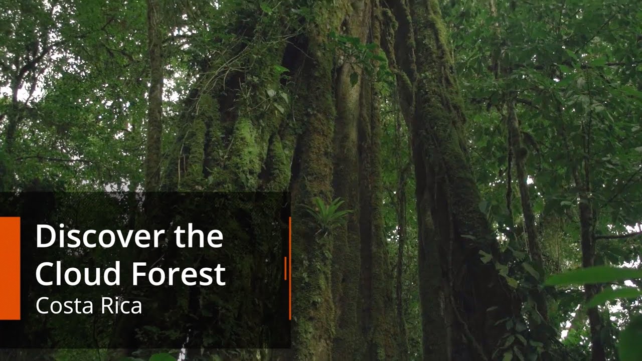 Discover the Cloud Forest