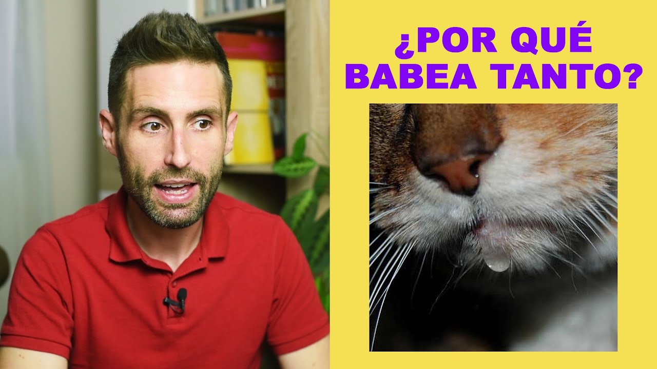 ¿Por qué puede babear un gato a menudo?