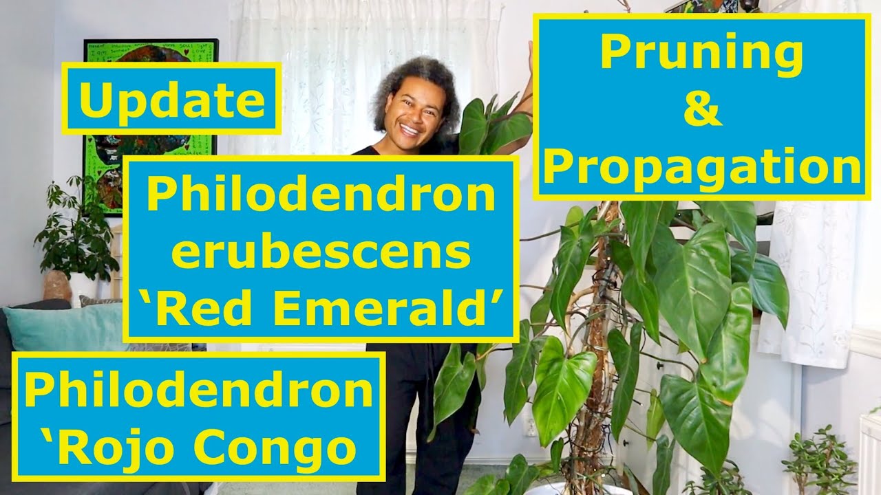 Philodendron erubesence 'Red Emerald' & Philodendron 'Rojo Congo' Update + Pruning & Propagating
