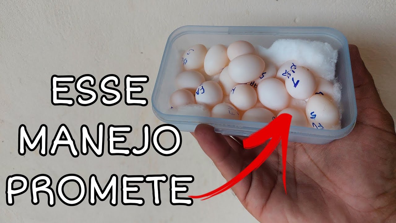 DESCOBRI UM MANEJO QUE NÃO PRECISA DESCARTAR OVOS . ( sera que deu certo )