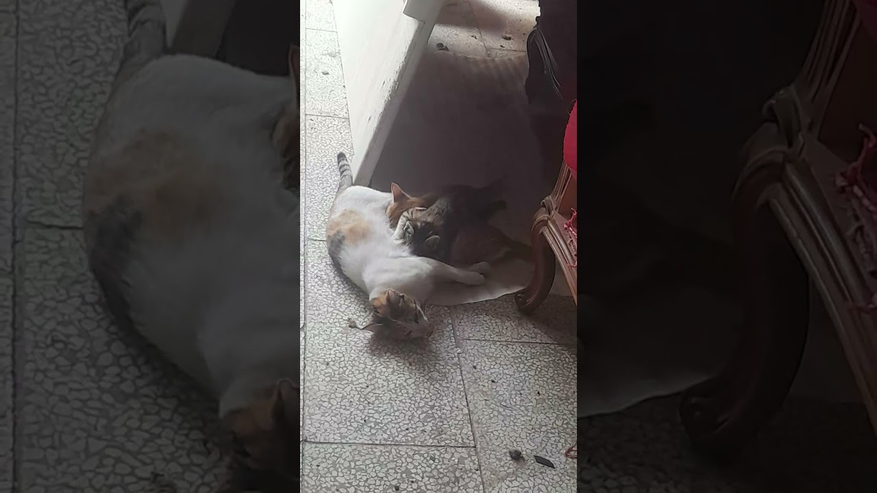 ۱۵ اکتبر ۲۰۲۵