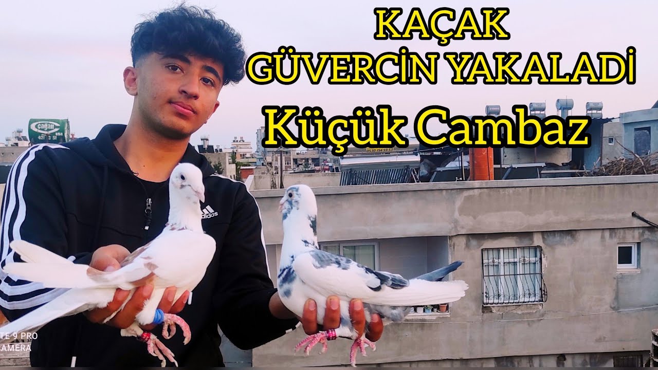 Küçük Cambaz KAÇAK GÜVERCİN  YAKALADİ KUŞ NEFES BİLE ALMADİ !