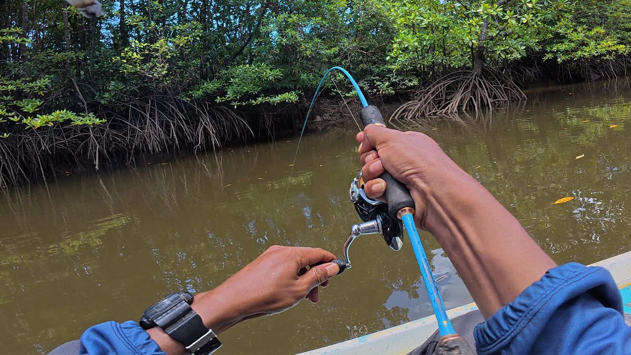 Berbagai macam jenis iwak berebut untuk melahap umpan udang hidup ini